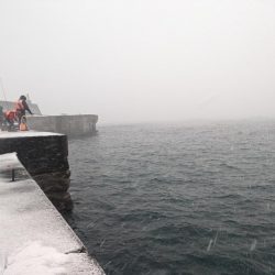 積丹の漁港でホッケ上がる！！道内ホッケが本格化！？